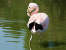 Andean Flamingo (WWT Slimbridge June 2009) - pic by Nigel Key